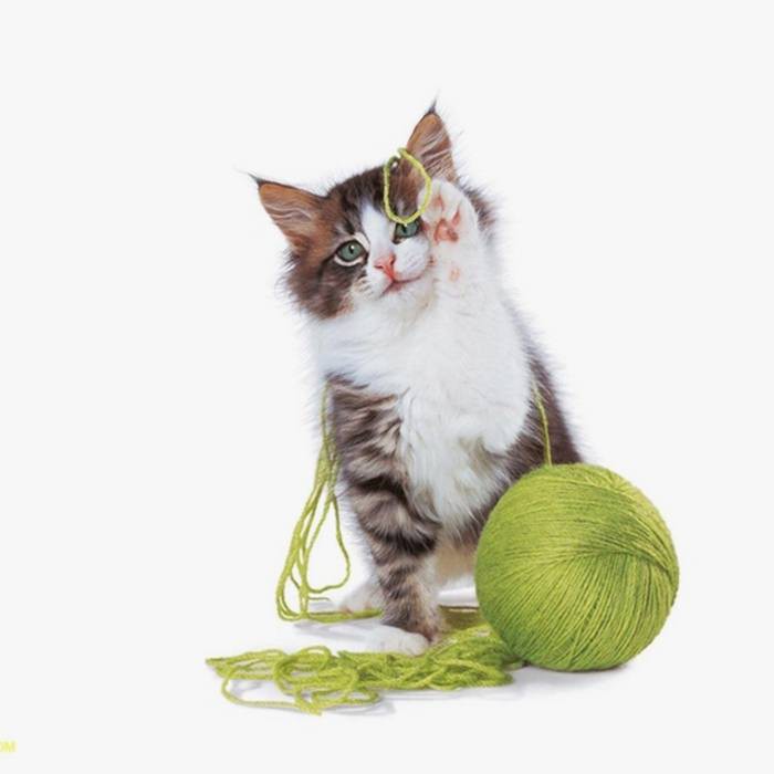 1-cat-video.jpg