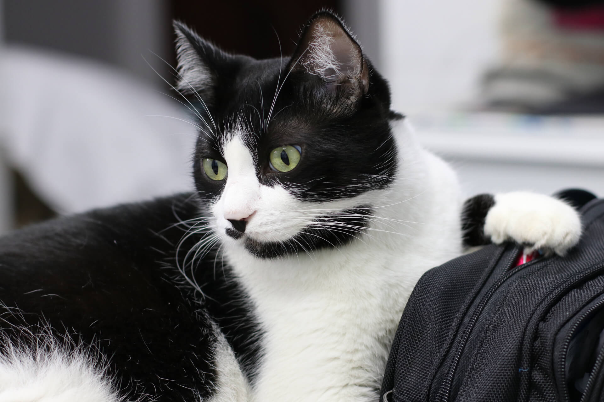 2-black-white-cat.jpg