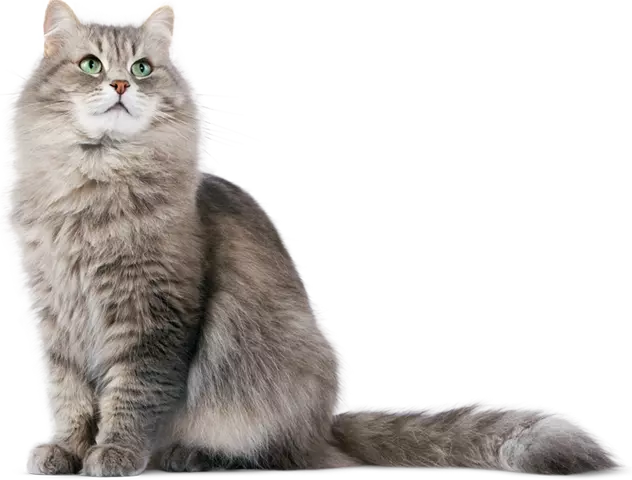 1-1-animal-diyalog.webp