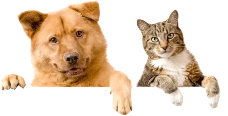 3-dog-cat.webp