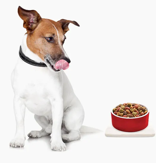 4-4-dog-cat.webp