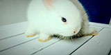 img4.jpg