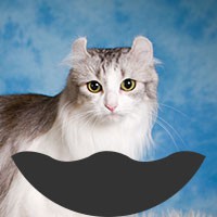 Kedigiller